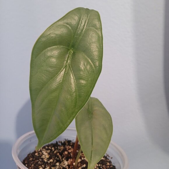 Alocasia Puncak Borneensis - Picture 2 of 6